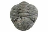 Wide, Bumpy Enrolled Morocops Trilobite - Morocco #383422-2